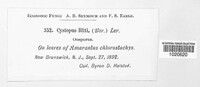 Cystopus bliti image